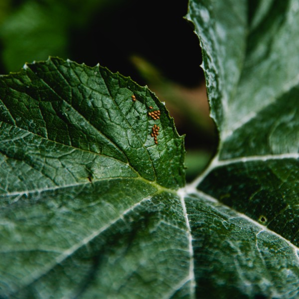 a rhubarb leaf 