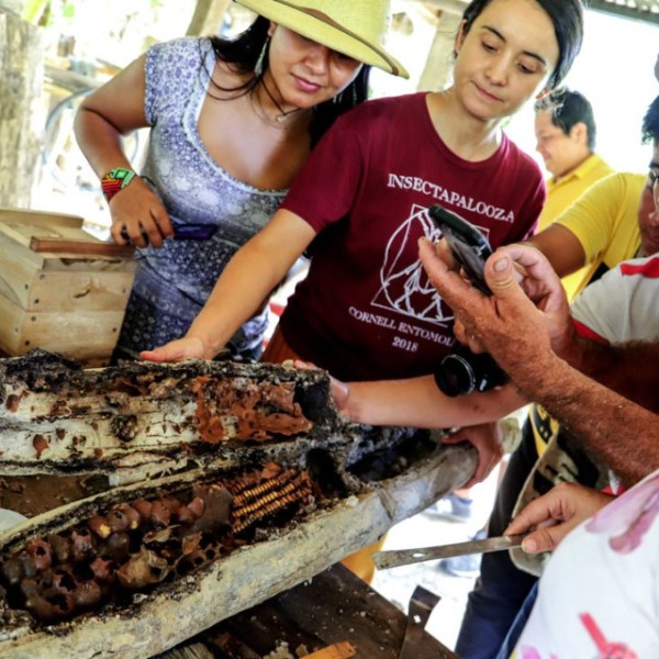 Local beekeepers and researchers examine an open log with a Melipona favosa nest during a workshop