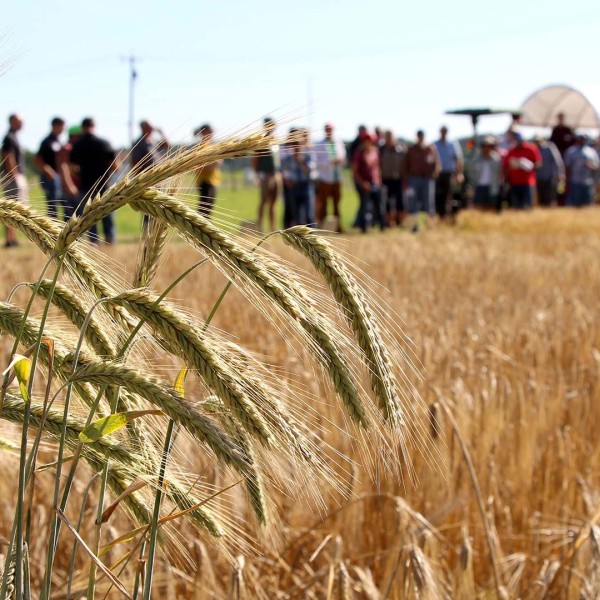 grain seedheads frame field day crowd