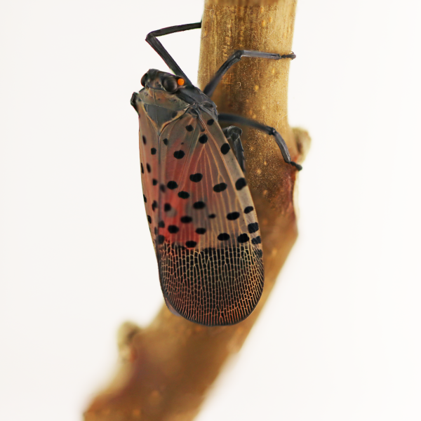 Adult spotted lantenfly