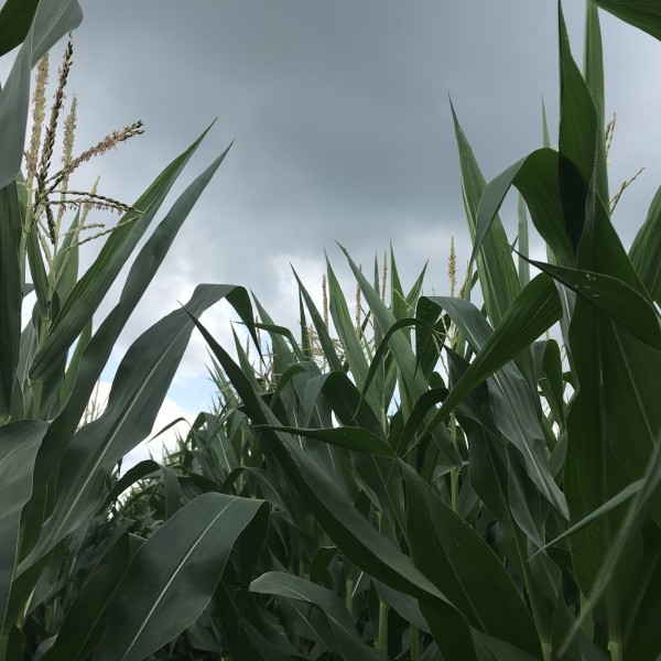 corn growing in a field