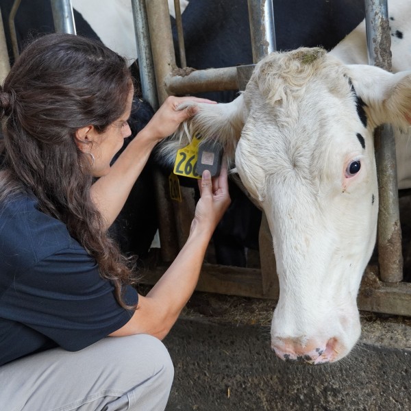 a woman looks at a tag in a cow's ear
