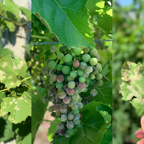 3 pictures. from left to right, downy mildew on several grape leaves, downy mildew on a cluster of grapes, hand holding a single grape leaf with downy mildew