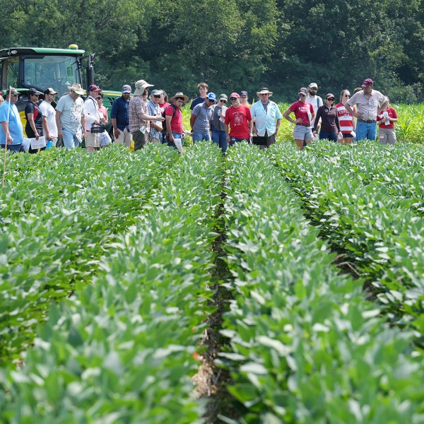 visitors view soybeans