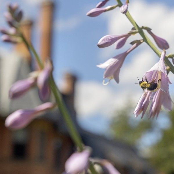 A bumblebee on campus
