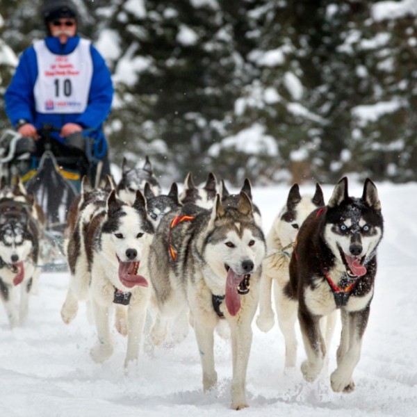 A team of Siberian huskies
