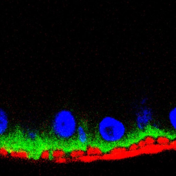 Viral spike proteins