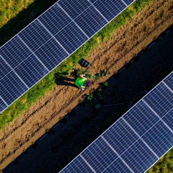 Cornell graduate student Dana Russell plants strawberries at a commercial solar farm