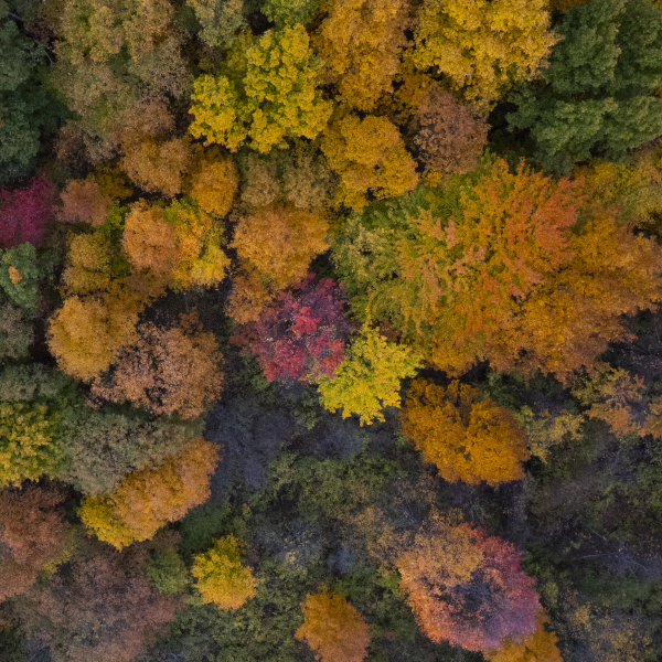 Fall foliage reaches its peak