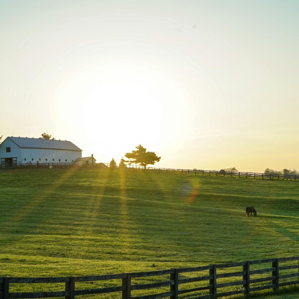 A white farm house with the sun shining behind it and a pasture in front with a grazing animal