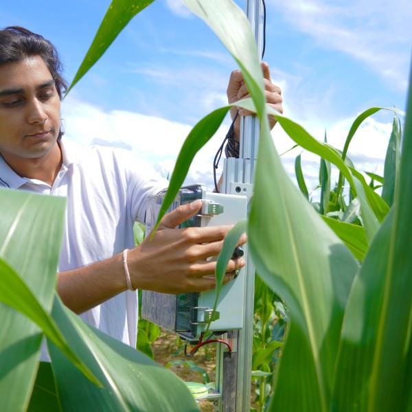 a man positions a piece of tech in a corn field