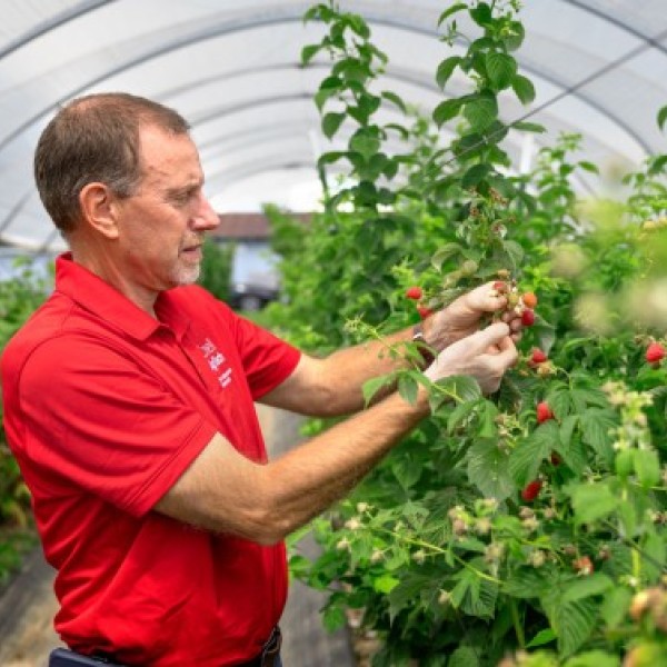 Courtney Weber, professor in Cornell AgriTech’s berry breeding program, with Crimson Beauty raspberries. Photo by Ryan Young.