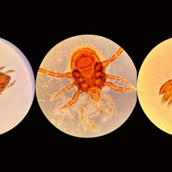 Microarthropod mites from three different taxonomic families. Photo by Hayden Bock.