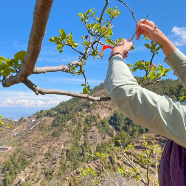 Ann Fraser, a consultant on the grant and retired biology professor from Kalamazoo College, hand pollinates an apple flower in Uttarkhand region, India. Photo by Kiran Cunningham.