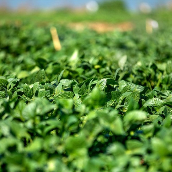 Cowpea growing in a research field at Lilongwe University of Agriculture and Natural Resources (LUANAR) in Malawi in September.