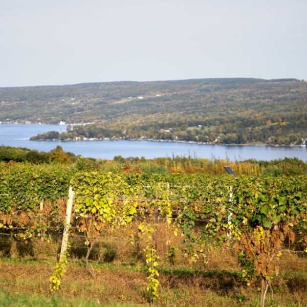 Riesling grapes in mid-harvest along Keuka Lake in what looks to be an excellent year for New York state wineries.