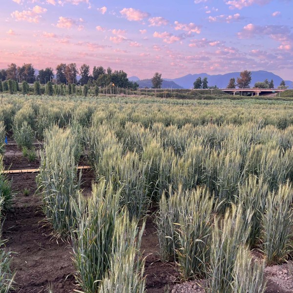 Dusk over a wheat field in British Columbia