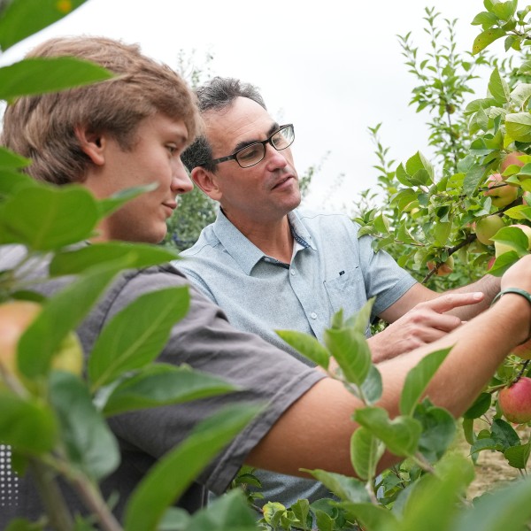Greg Peck and a student are inspecting apples at the orchards