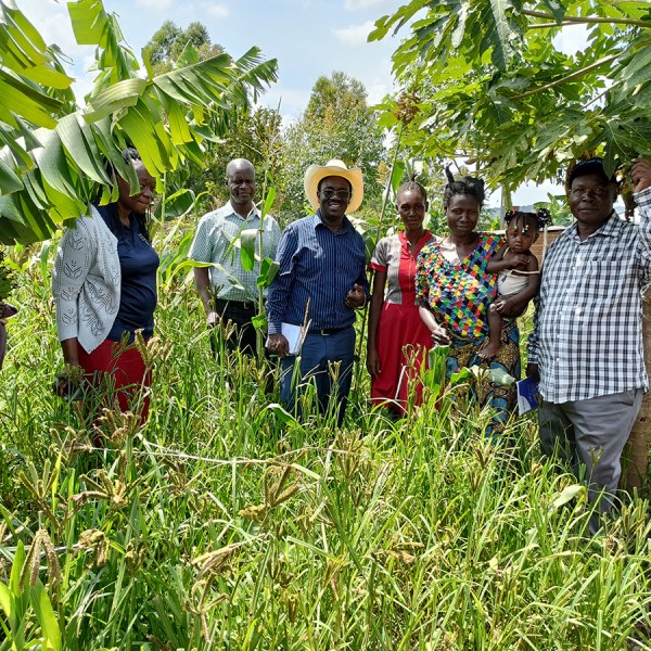 People in a millet field