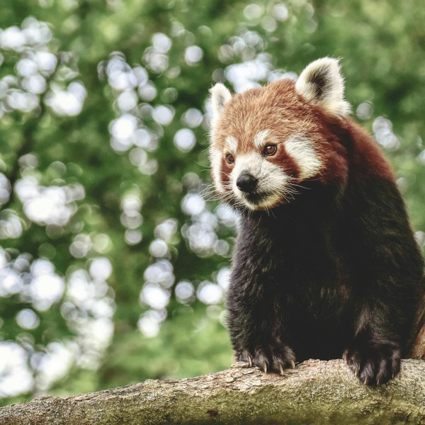 a red panda stands on a tree limb