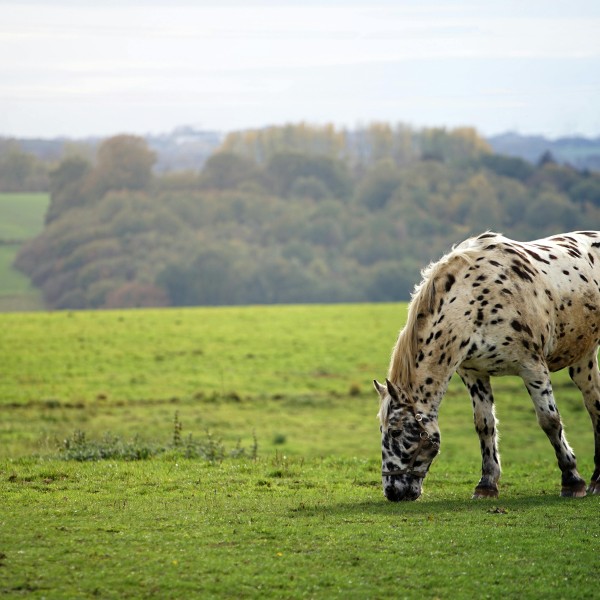 a horse grazes in a field