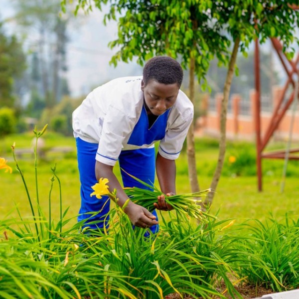 A groundskeeper for the University of Rwanda picks day lily greens at a training in August.