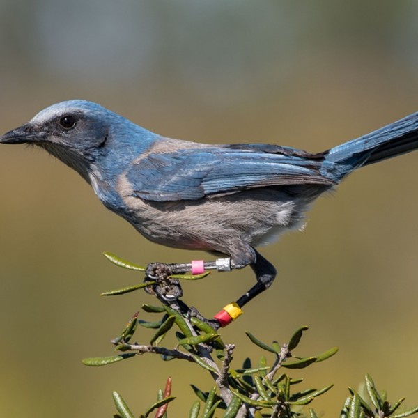 A Florida scrub-jay
