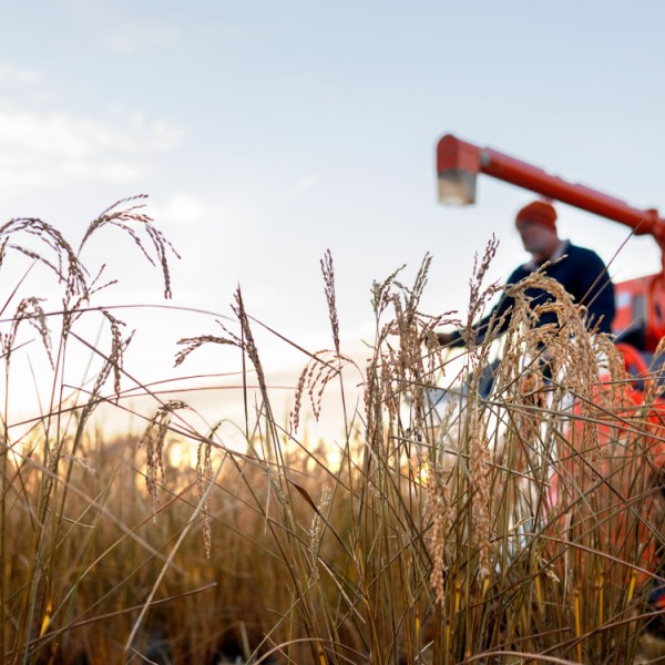 Wheat harvesting
