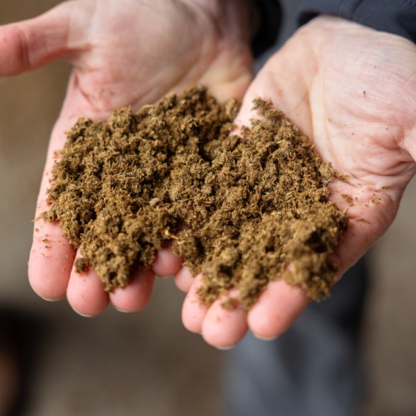 Hands hold sample of dried dairy manure