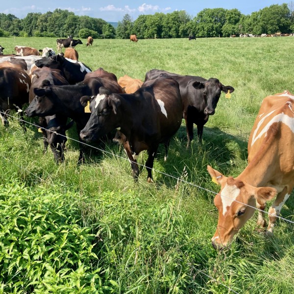 cows grazing