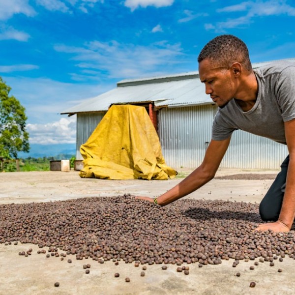 A worker dries coffee at Kasenda coffee estate in the Rwenzori region of Uganda.