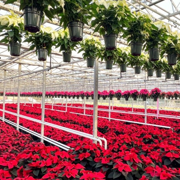 Poinsettias in full bloom at Emma's Garden Growers, a Long Island plant wholesaler whose owners have been relying on Cornell's services for generations.