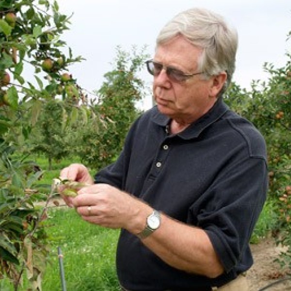 image of man examining an apple in an orchard