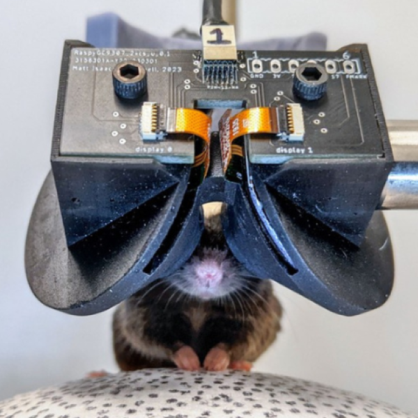 Mouse in a custom-made VR headset 