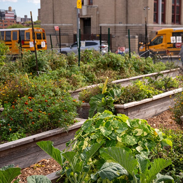 Garden plots located in New York City.