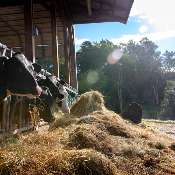 Dairy cows eating hay in the summer.