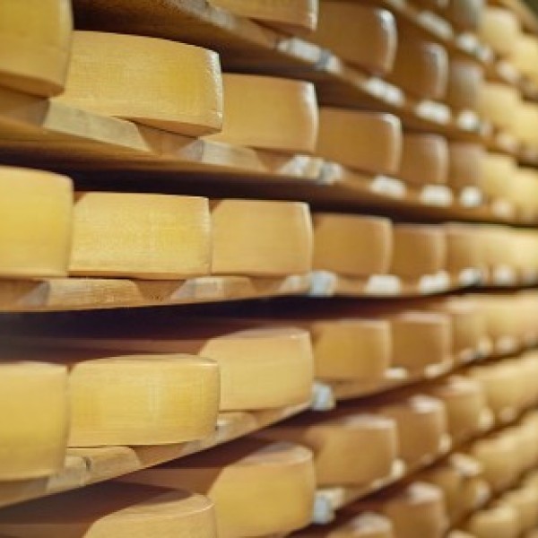 Long row of shelves storing large cheese wheels