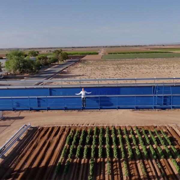Scientist overlooking cotton field in Arizona