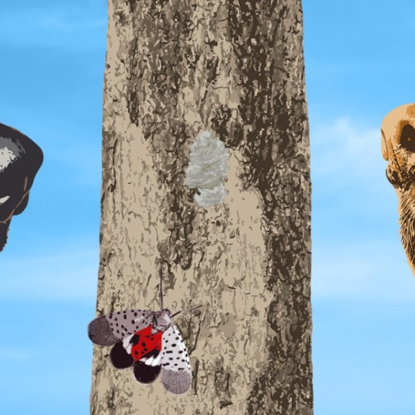 Illustration of dogs sniffing near tree with spotted lantern fly on it