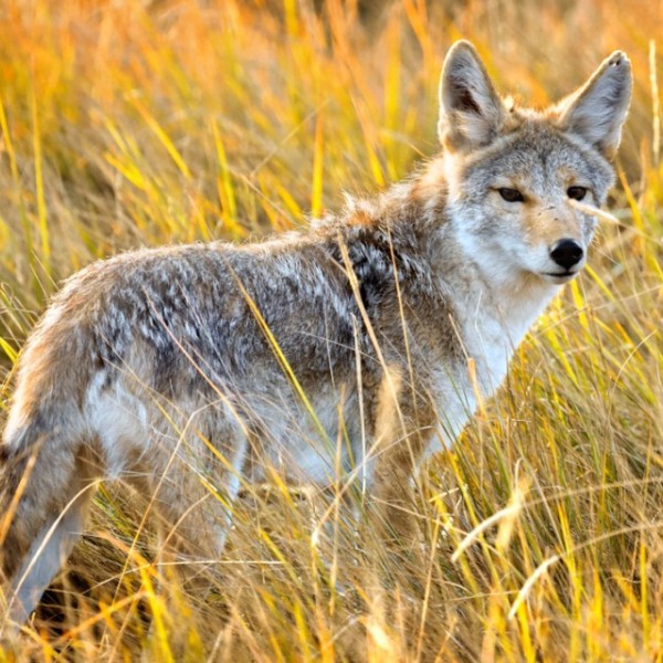 coyote in a field
