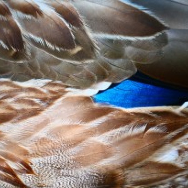 Close up of brown and white feathers with spotted patern