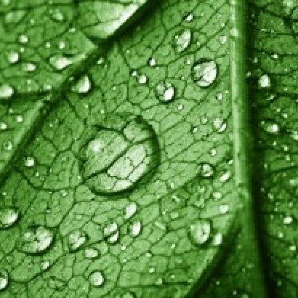 Close up of a green leaf with water droplets 