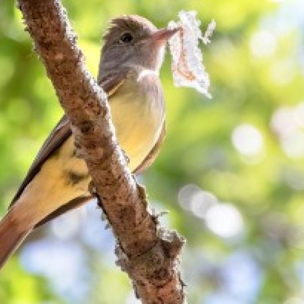 A bird sits on a twig with a piece of snake skin in its beak