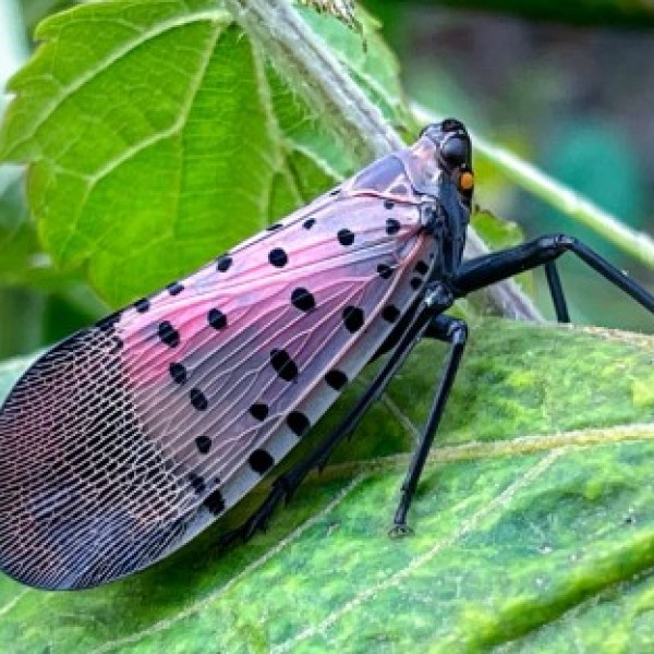A spotted lanternfly lands on a green leaf