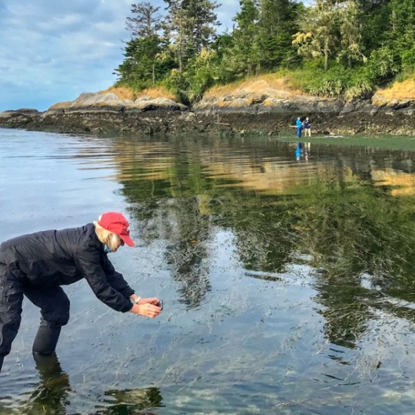 Drew Harvell, professor emerita of marine ecology, pauses to admire eelgrass, a cold water species of seagrass, at low tide in False Bay, San Juan Island, Washington.