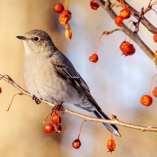 A townsend's solitaire perched on a branch with red berries 