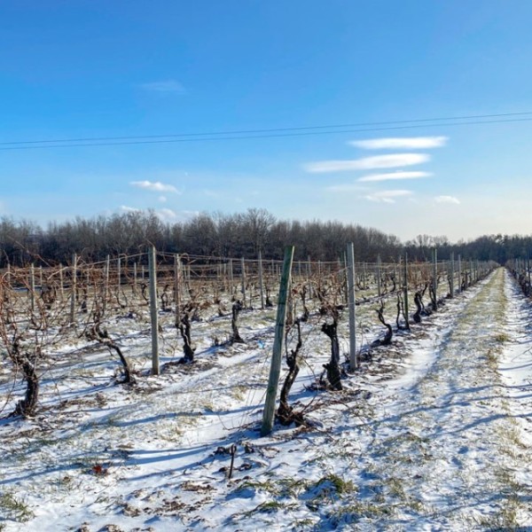 Rows of dormant grapevines 