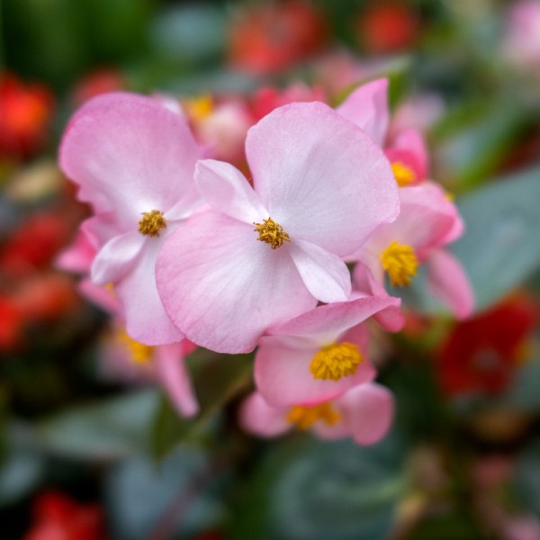 Pink petunias in bloom during summer. 