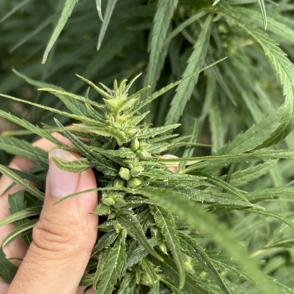 Bahiya examines a hemp plant.