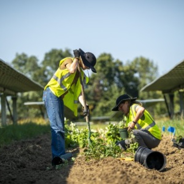 Two people in yellow jackets plant crops in between solar arrays